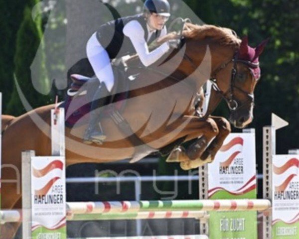 jumper Paco S 4 (Hanoverian, 2015, from Perigueux)