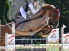 jumper Paco S 4 (Hanoverian, 2015, from Perigueux)