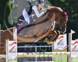 jumper Paco S 4 (Hanoverian, 2015, from Perigueux)