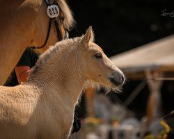 foal by Rella (Fjord Horse, 2024, from Rion)