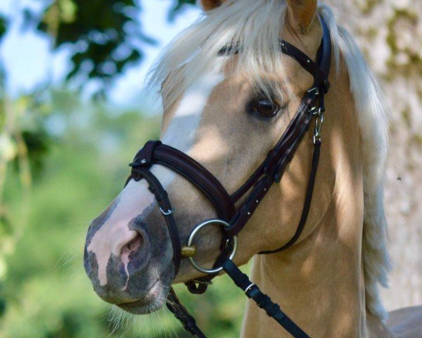 dressage horse Daylight (Westphalian, 2021, from Dallmayr K)