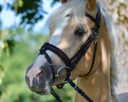 dressage horse Daylight (Westphalian, 2021, from Dallmayr K)