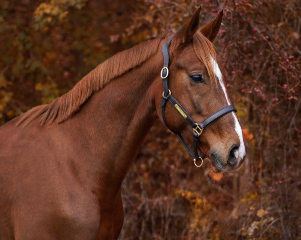 Springpferd Lord Lausbub W (Österreichisches Warmblut, 2020, von Lord Perry W)