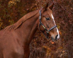 Springpferd Lord Lausbub W (Österreichisches Warmblut, 2020, von Lord Perry W)