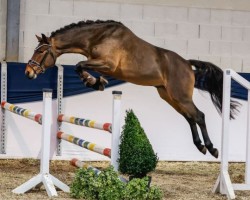 jumper Micado Mc Fly (German Riding Pony, 2021, from Million Reasons)