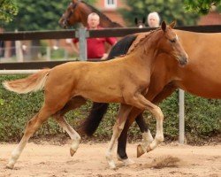 dressage horse Queenly Grace (German Sport Horse, 2020, from Quaterback)