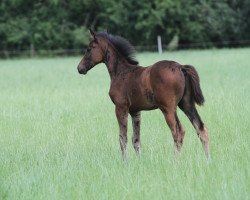 horse Draagon (Oldenburger Springpferd, 2021, from Diarado)