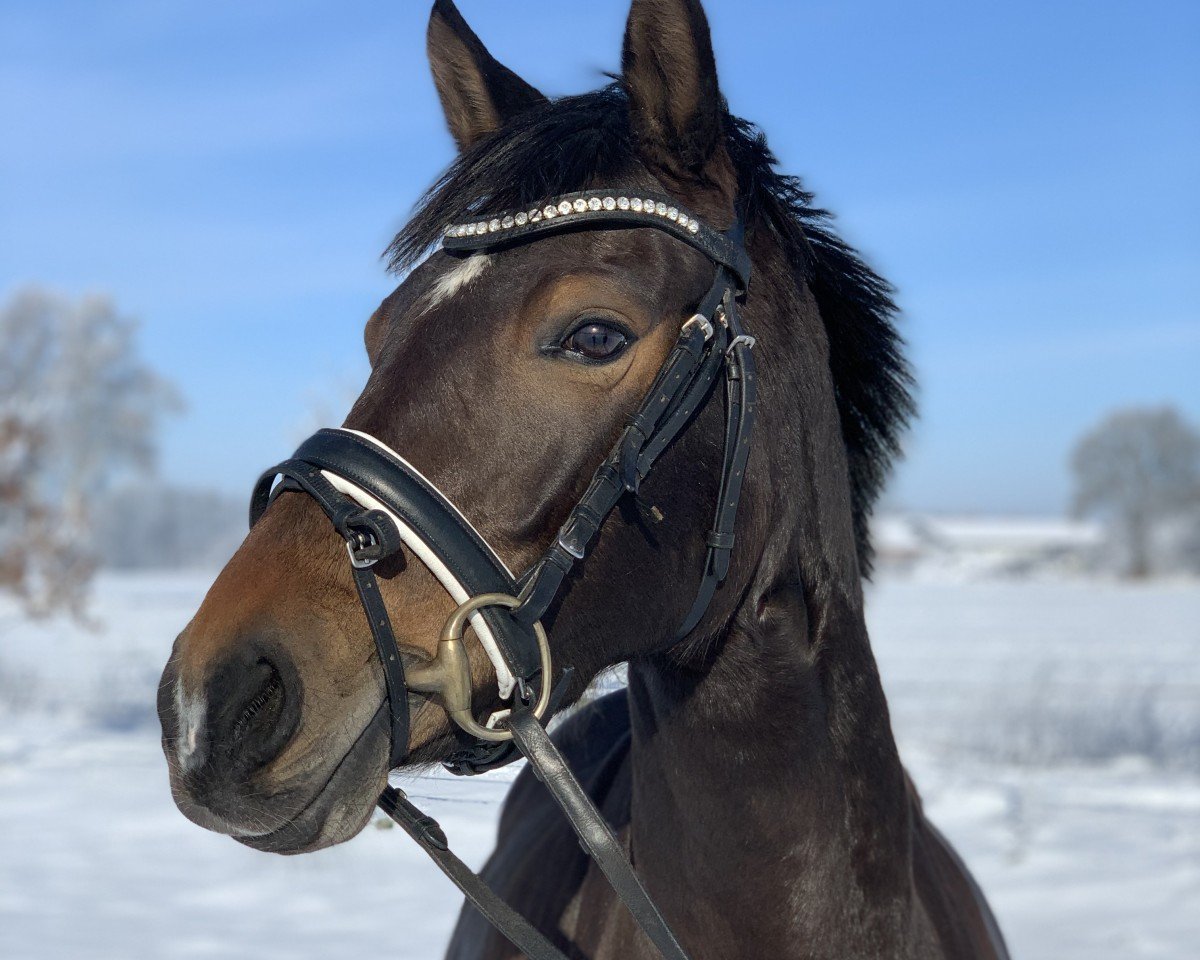 Zuchtstute Simsala Dance WE (Deutsches Reitpony, 2015, von Can Dance 3)