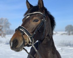 Zuchtstute Simsala Dance WE (Deutsches Reitpony, 2015, von Can Dance 3)