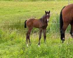 foal by Corleone (Holsteiner, 2024, from Coeur De Bella Donna)