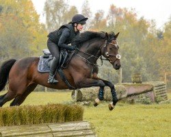 dressage horse Mythenpulsar (Trakehner, 2017, from Asagao xx)