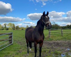 broodmare Saharienne (Oldenburg, 2007, from San Schufro)