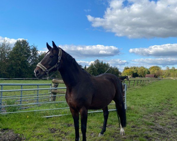 broodmare Saharienne (Oldenburg, 2007, from San Schufro)