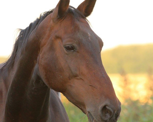 broodmare Andra (Holsteiner, 2008, from Contender)