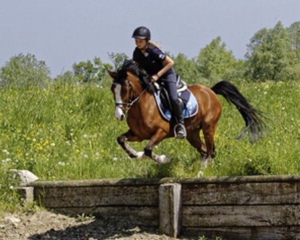 jumper Scarlet Princess (KWPN (Royal Dutch Sporthorse), 2006)