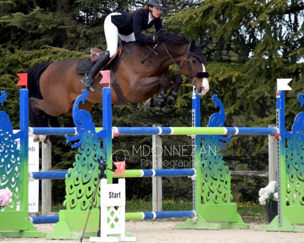 Springpferd Casallina D'Aix (Holsteiner, 2013, von Casall Ask)