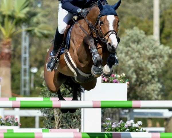 jumper Jimcy du Lys (Belgian Warmblood, 2009, from Quaprice Z)