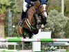 jumper Jimcy du Lys (Belgian Warmblood, 2009, from Quaprice Z)