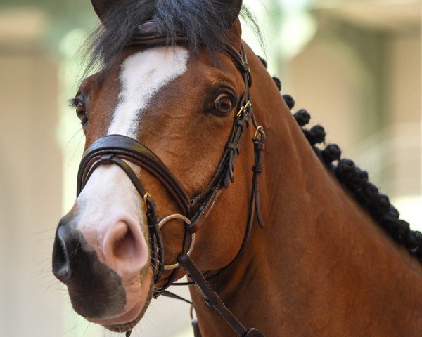 jumper Jimcy du Lys (Belgian Warmblood, 2009, from Quaprice Z)