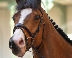 jumper Jimcy du Lys (Belgian Warmblood, 2009, from Quaprice Z)