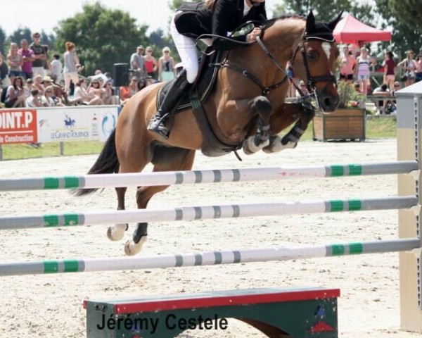 Springpferd Qork de L'Aulne (Connemara-Pony, 2004, von Macky)