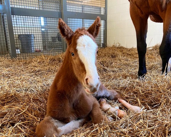 horse Stute von Army Mule xx (Thoroughbred, 2021, from Army Mule xx)