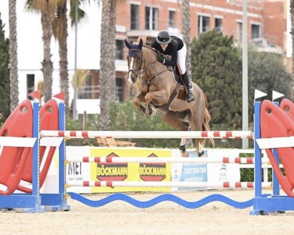 jumper Giovanni St Germain (Selle Français, 2016, from Kannan)