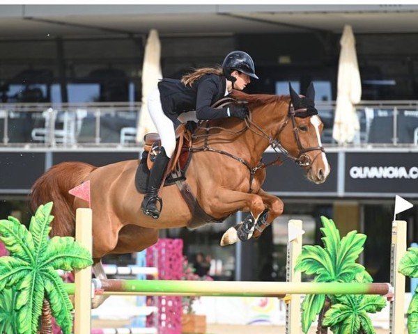 jumper Mi Amore (KWPN (Royal Dutch Sporthorse), 2017, from Cicero Z van Paemel)