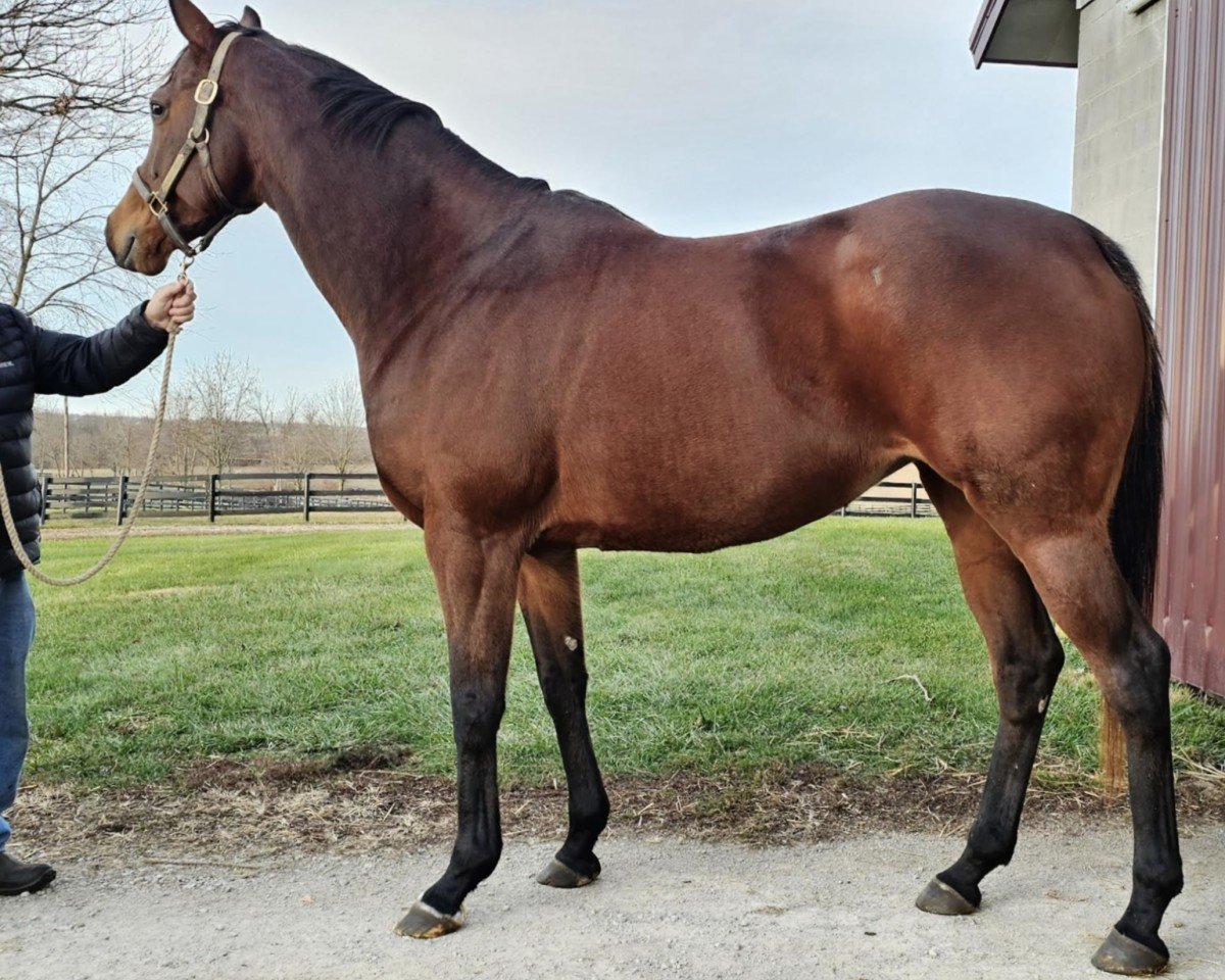 broodmare Smooth As Usual (Thoroughbred, 2009, from Flower Alley xx)
