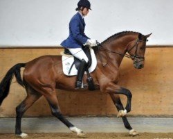 stallion Idamantes (Trakehner, 2007, from Pricolino)