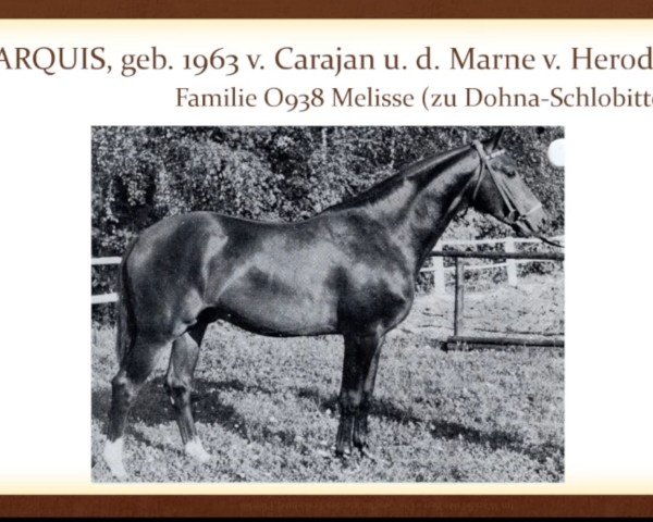 Deckhengst Marquis (Trakehner, 1963, von Carajan)