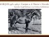 stallion Marquis (Trakehner, 1963, from Carajan)