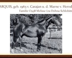 stallion Marquis (Trakehner, 1963, from Carajan)