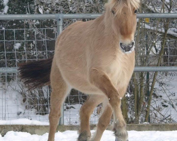 Zuchtstute Iskija (Fjordpferd, 2019, von Ingolf)