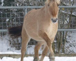 broodmare Iskija (Fjord Horse, 2019, from Ingolf)