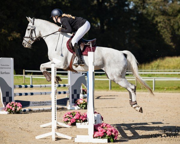 jumper Laviva L (German Sport Horse, 2010, from Laspari)