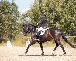 dressage horse Quinta Co (Hanoverian, 2017, from Quaterhall)