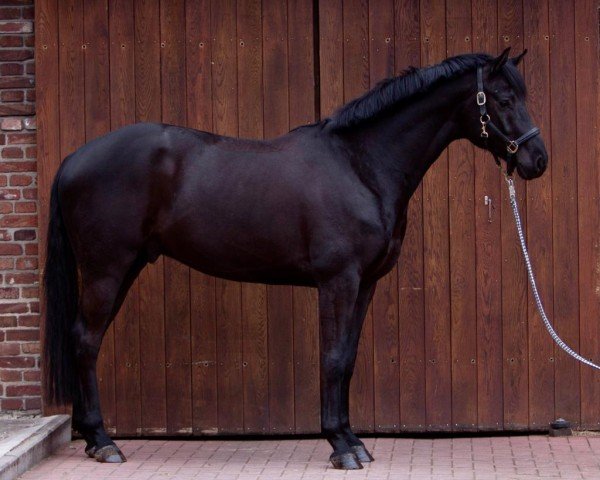 dressage horse Mauro 9 (Westphalian, 2017, from Morricone)