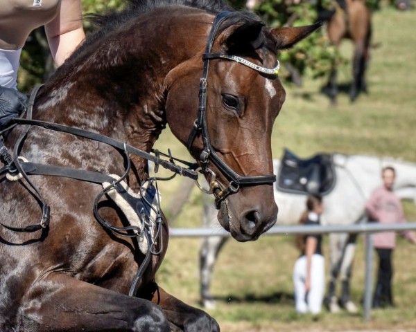 broodmare Nevada 203 (German Sport Horse, 2012, from Lefevre)