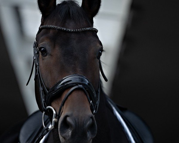 dressage horse Di Zucchero (Hanoverian, 2019, from Don K)