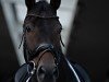 dressage horse Di Zucchero (Hanoverian, 2019, from Don K)