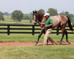 horse Hengst von Quality Road xx (Thoroughbred, 2020, from Quality Road xx)