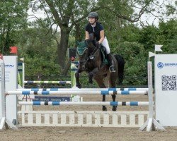 jumper Cabrina de la cour-s (KWPN (Royal Dutch Sporthorse), 2007, from Tangelo van de Zuuthoeve)