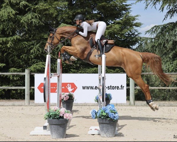 Springpferd Jade du Colroy (Belgium Sporthorse, 2015, von Leffe van het Bergske)