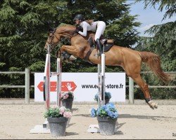 jumper Jade du Colroy (Belgium Sporthorse, 2015, from Leffe van het Bergske)