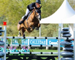 Springpferd Hermione de L'Hodez (Belgium Sporthorse, 2013, von Dayton Sitte)