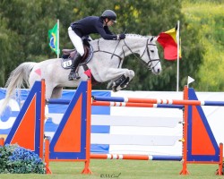 jumper Gamble (KWPN (Royal Dutch Sporthorse), 2011, from Campbell VDL)