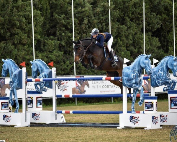 jumper Cisko Du Mourau Z (Zangersheide riding horse, 2009, from Cicero Z van Paemel)