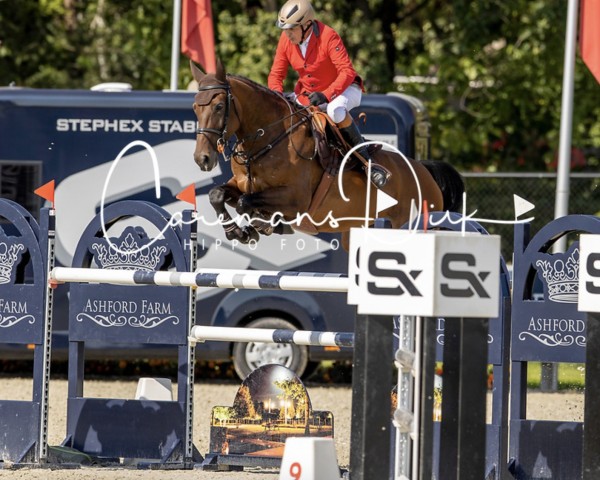 Springpferd Havane Gp du Bois Madame (Belgium Sporthorse, 2013, von Conterno Grande)