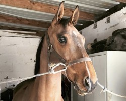 jumper Joe van Terbeke (Belgian Warmblood, 2009, from Cooper van de Heffinck)